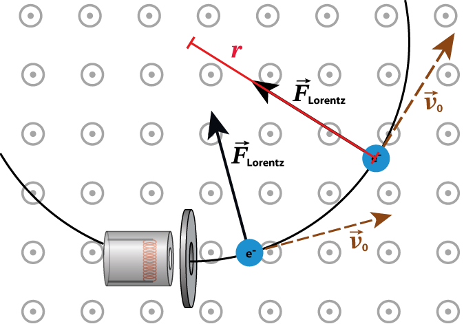 La force de Lorentz agit directement dans le centre de la trajectoire circulaire sur des électrons dans le champ magnétique